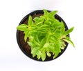 Holy basil Ocimum tenuiflorum L. In a black pot and with a white background Royalty Free Stock Photo